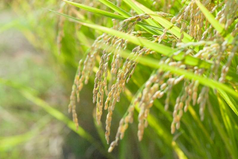 米の生育状況（サンプル） - 1枚目の写真・イメージ - 日本の農作物と農業を促進[JapanCROPs]
