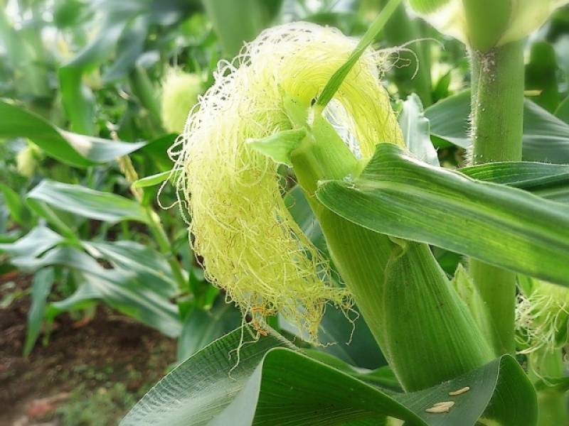 スイートコーン(トウモロコシ,とうもろこし) - 農作物 - 基本情報 - 2枚目の写真・イメージ