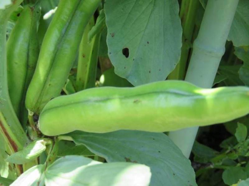 そら豆(空豆,ソラマメ,そらまめ) - 農作物 - 基本情報 - 2枚目の写真・イメージ