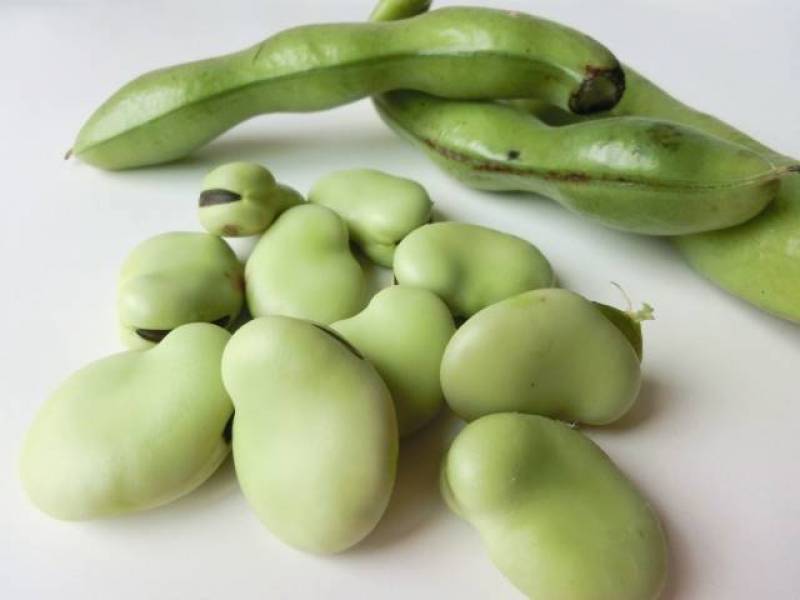 Broad bean(Fava bean) - Crops - Agriculture - 1st picture/image
