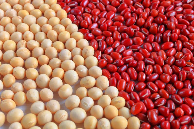 豆(種実)類 - 農作物 - 基本情報 - 2枚目の写真・イメージ