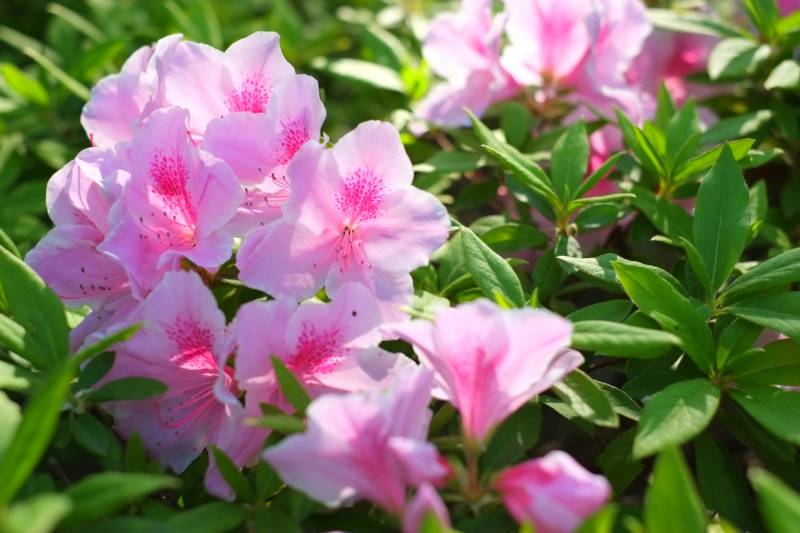 Seedling of azalea - Crops - Agriculture - 1st picture/image