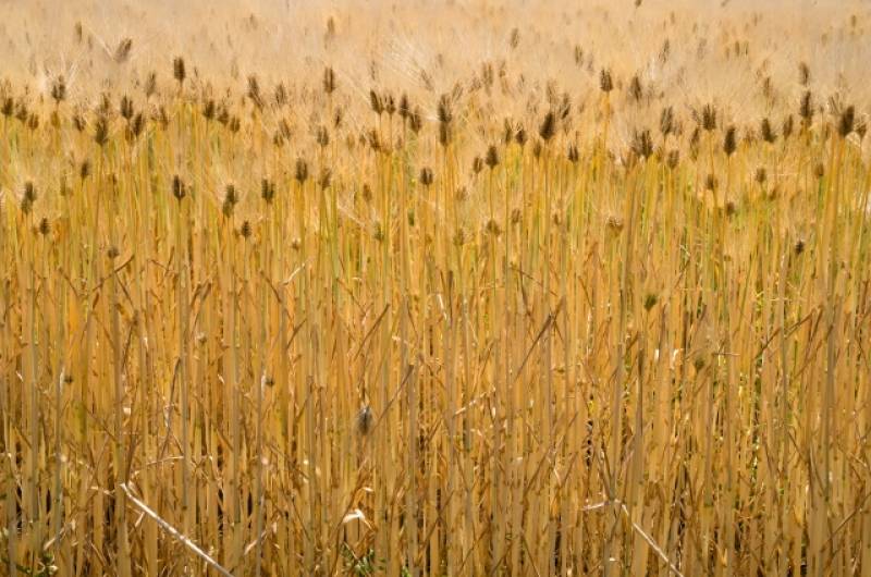 麦類(小麦,大麦,麦類,ムギ) - 農作物 - 基本情報 - 2枚目の写真・イメージ