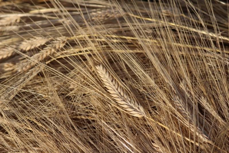 Wheat and barley - Crops - Agriculture - 1st picture/image