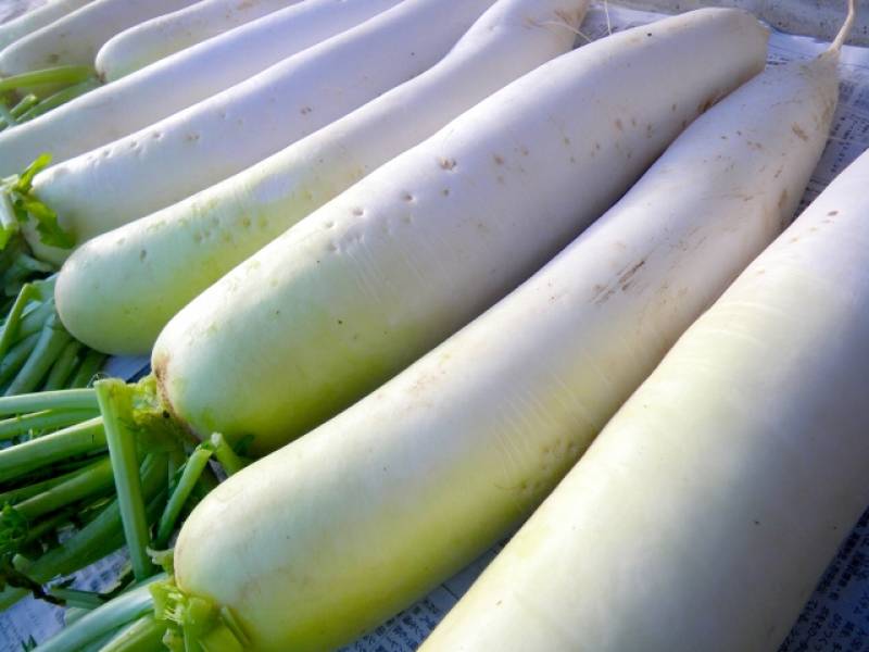Daikon radish - Crops - Agriculture - 1st picture/image