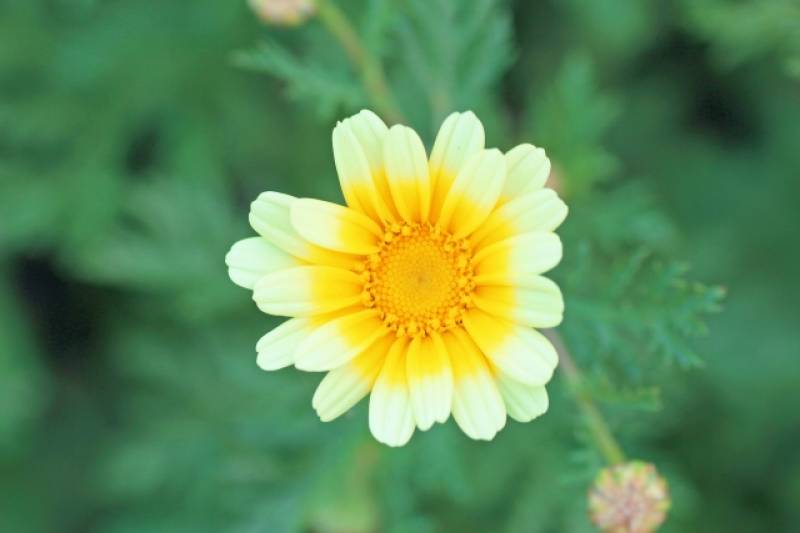 Crowndaisy(Garland chrysanthemum, Mum) - Crops - Overview - 2nd picture/image