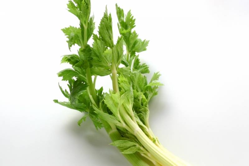Celery - Crops - Agriculture - 1st picture/image