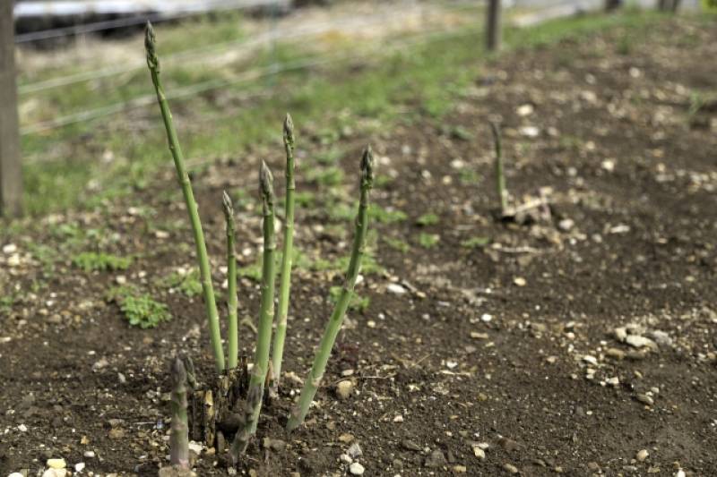 Asparagus - Crops - Agriculture - 1st picture/image