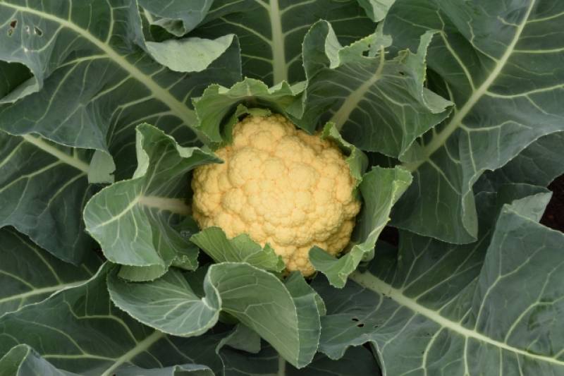 Cauliflower - Crops - Overview - 2nd picture/image