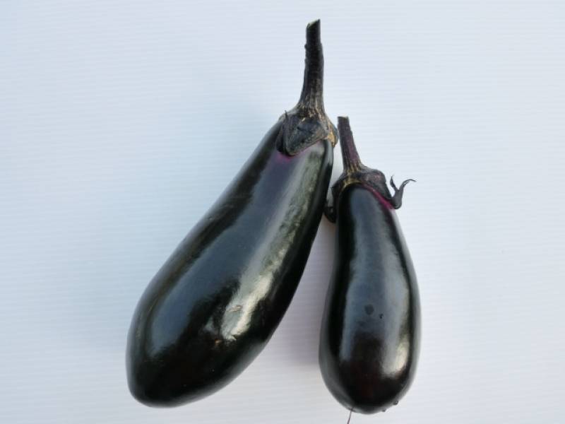 Eggplant - Crops - Agriculture - 1st picture/image