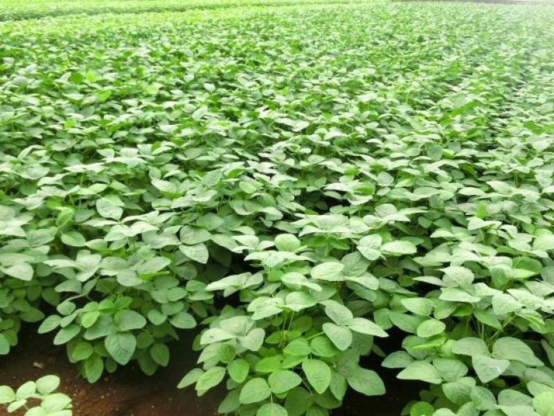 Green soybean - Crops - Overview - 2nd picture/image