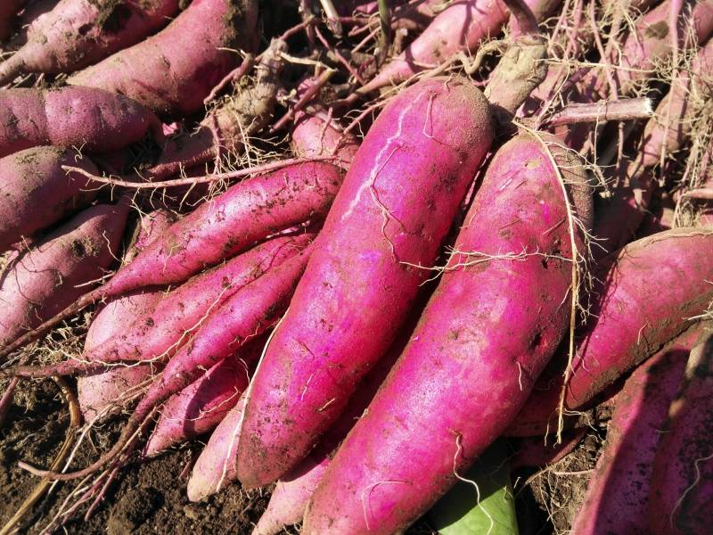 Sweet potato(rhizomes) - Crops - Agriculture - 1st picture/image
