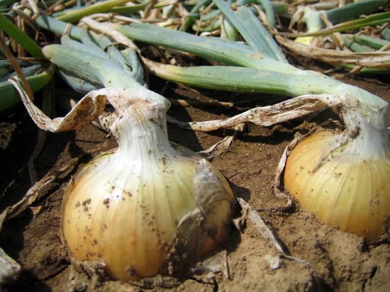 アーリーレッド玉葱 - 玉ねぎの品種・分類 - 2枚目の写真・イメージ
