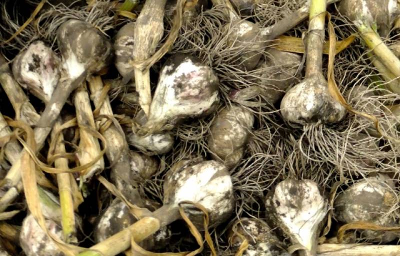 Garlic - Crops - Overview - 2nd picture/image