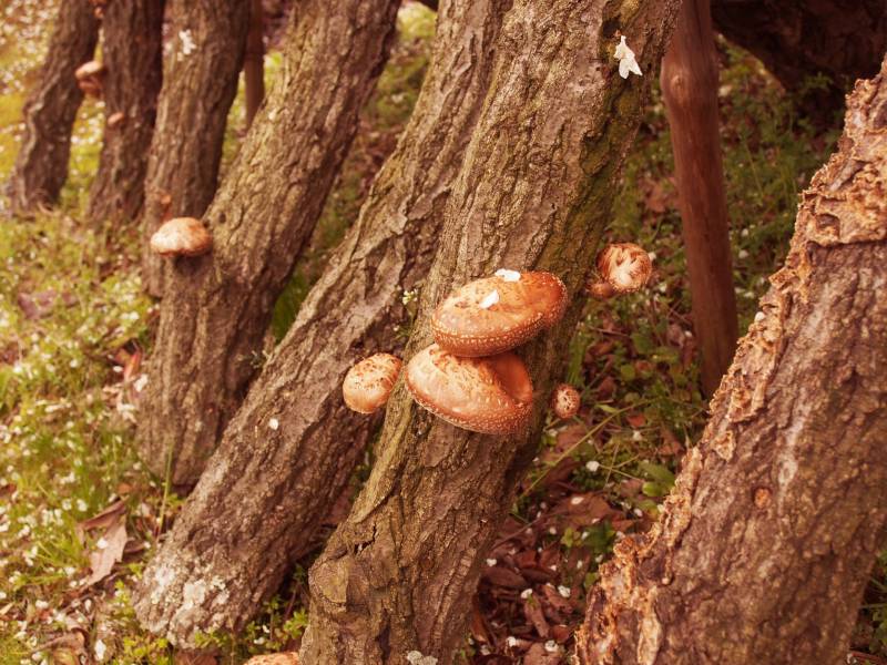 Shiitake mushroom - Crops - Overview - 2nd picture/image