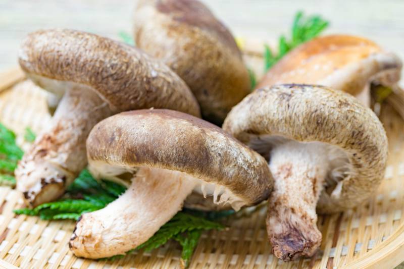 Shiitake mushroom - Crops - Agriculture - 1st picture/image