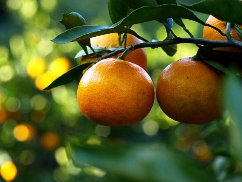 Citrus unshiu(Japanese orange, Satuma mandarin, Mikan) - Crops - Overview - 2nd picture/image