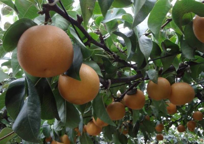 Japanese pear - Crops - Overview - 2nd picture/image