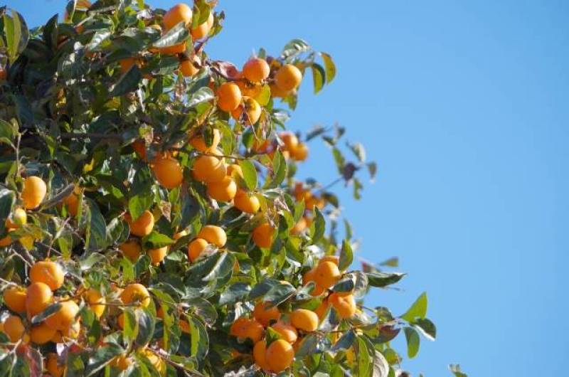 松本早生かき - 柿の品種・分類 - 2枚目の写真・イメージ