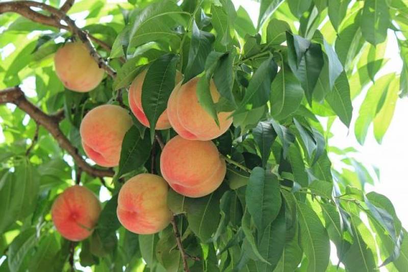 山梨白桃 - 桃の品種・分類 - 2枚目の写真・イメージ