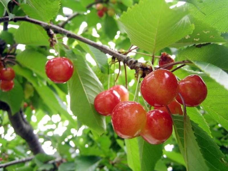 さおり桜桃 - さくらんぼの品種・分類 - 2枚目の写真・イメージ