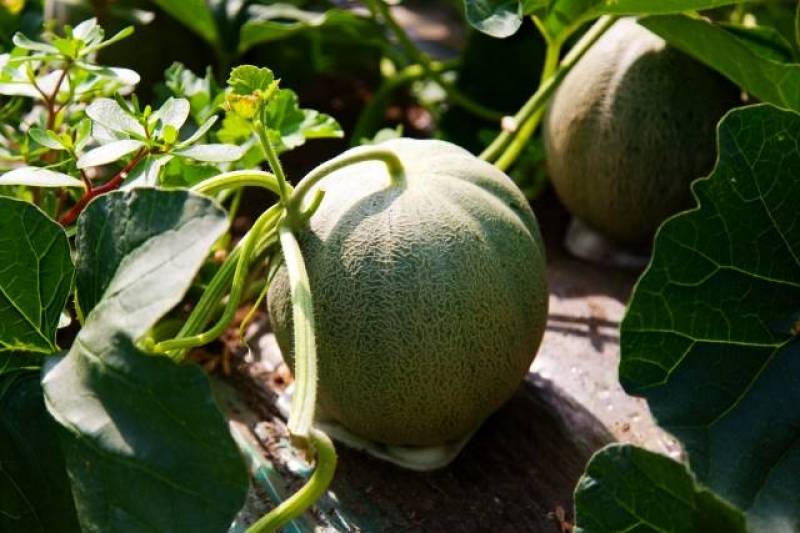 Melon - Crops - Overview - 2nd picture/image
