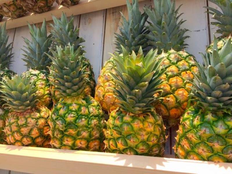 Pineapple - Crops - Agriculture - 1st picture/image