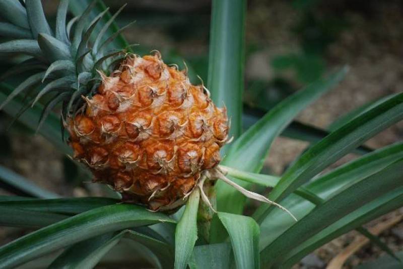 Pineapple - Crops - Overview - 2nd picture/image