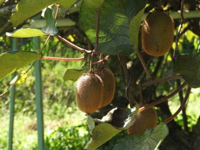 Kiwifruit - Crops - Overview - 2nd picture/image