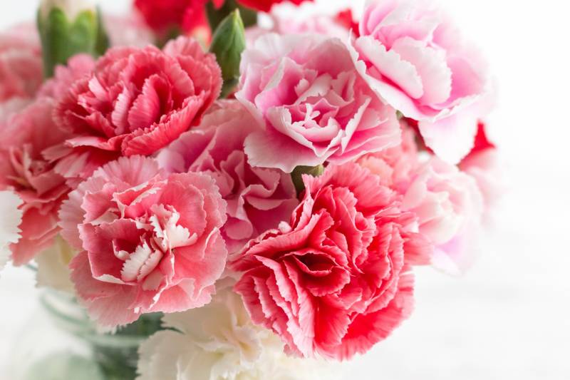 Carnation - Crops - Agriculture - 1st picture/image