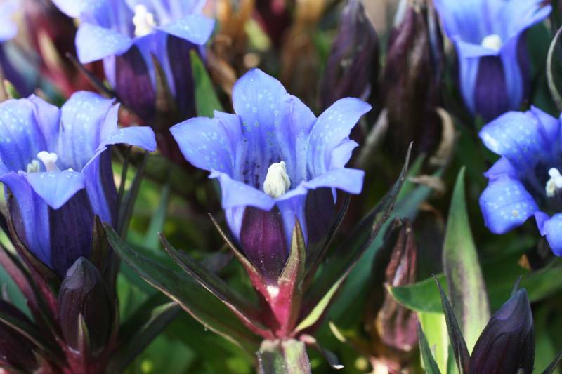 Gentian - Crops - Agriculture - 1st picture/image