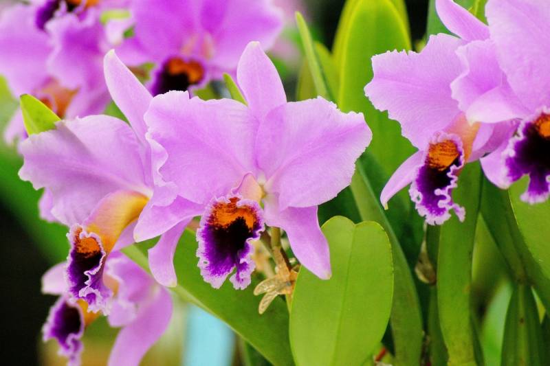 Orchid(Cut-flower) - Crops - Overview - 2nd picture/image