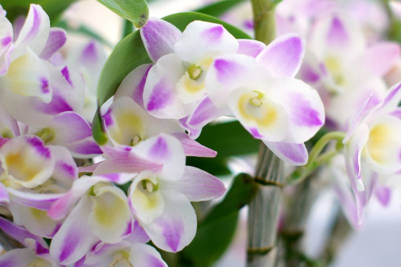 Orchid(Cut-flower) - Crops - Agriculture - 1st picture/image
