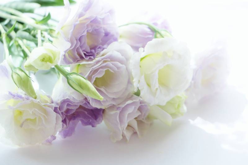 Eustoma - Crops - Overview - 2nd picture/image
