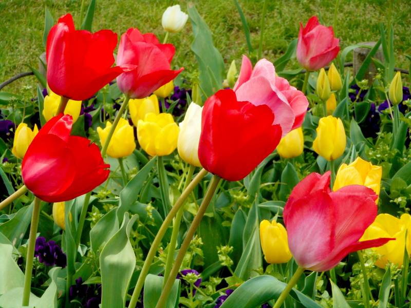 Tulip(Cut-flower) - Crops - Agriculture - 1st picture/image