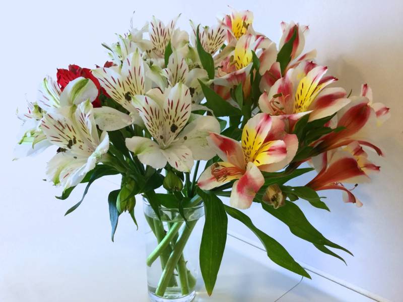 Alstroemeria - Crops - Overview - 2nd picture/image