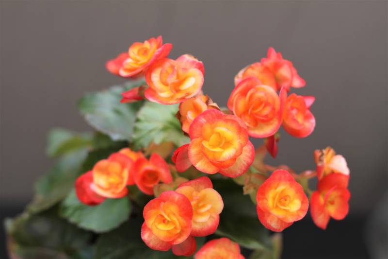 Begonia - Crops - Overview - 2nd picture/image