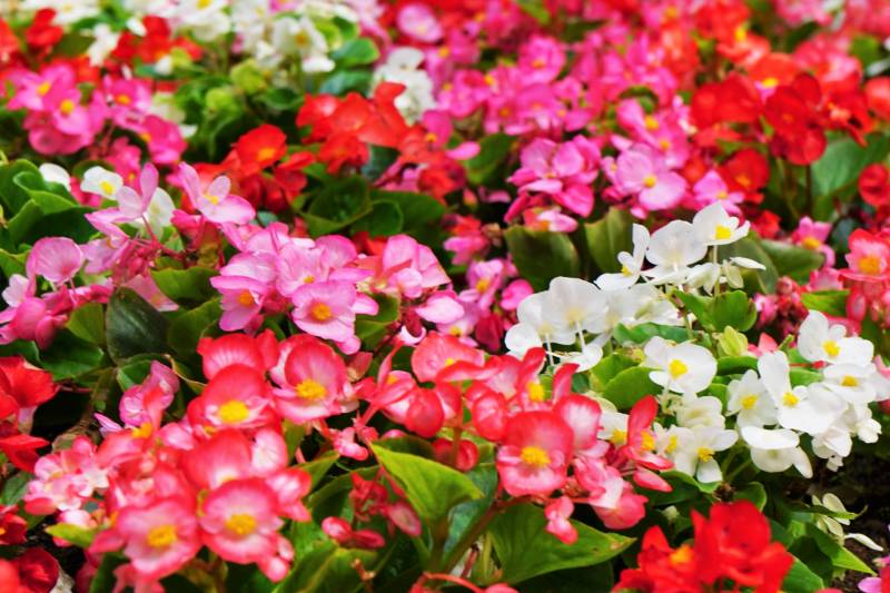 Begonia - Crops - Agriculture - 1st picture/image