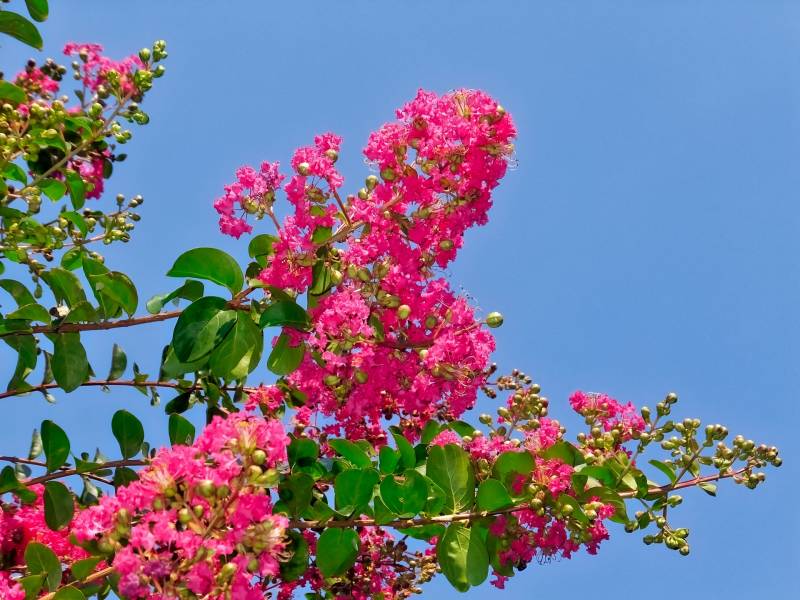 Flowering tree - Crops - Agriculture - 1st picture/image