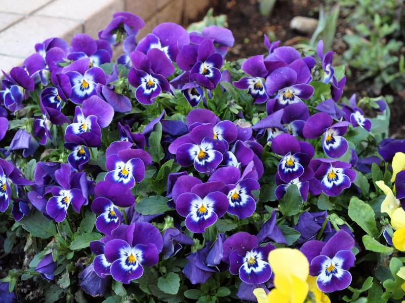 Pansy - Crops - Agriculture - 1st picture/image