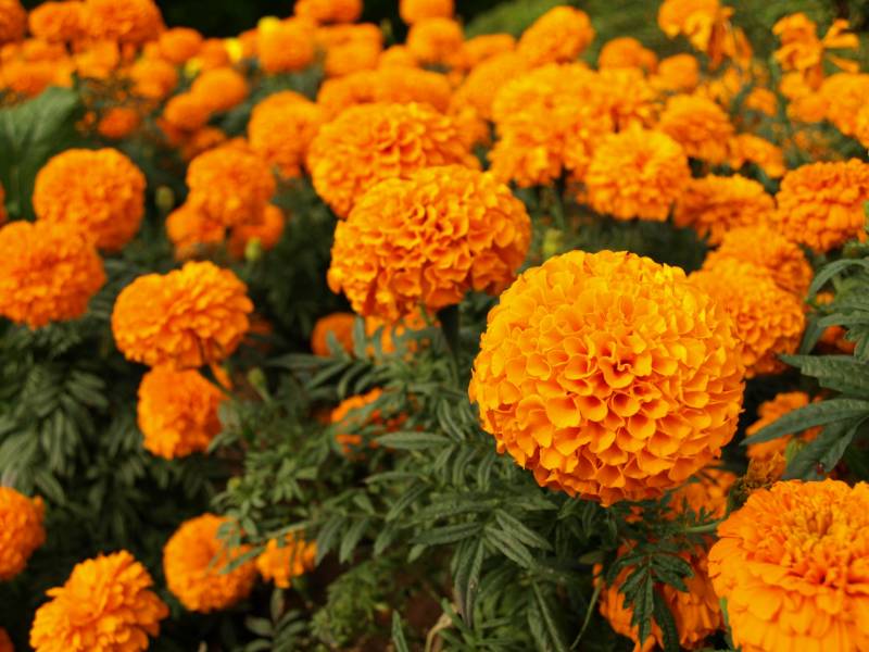 Marigold - Crops - Agriculture - 1st picture/image
