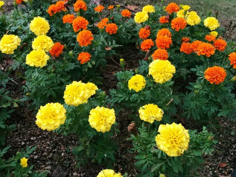 Marigold - Crops - Overview - 2nd picture/image