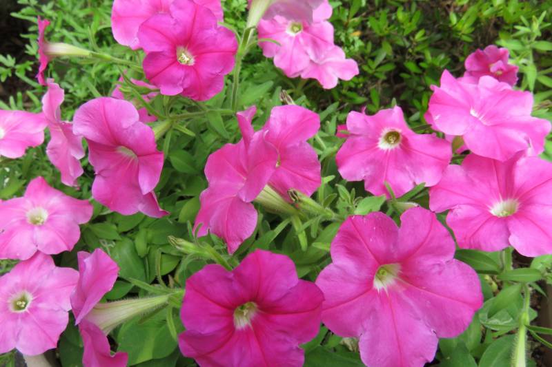 Petunia - Crops - Agriculture - 1st picture/image
