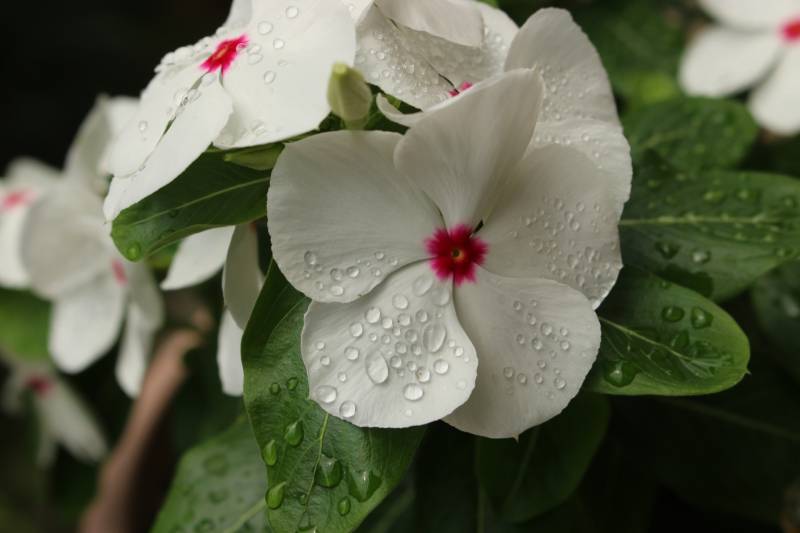 Catharanthus roseus - Crops - Agriculture - 1st picture/image