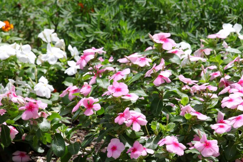 Catharanthus roseus - Crops - Overview - 2nd picture/image