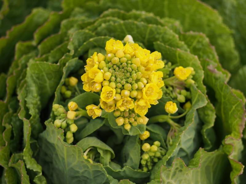 春はくさい - 白菜の品種・分類 - 2枚目の写真・イメージ