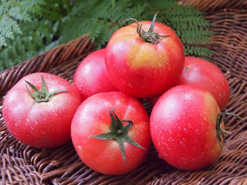 夏秋トマト - 農作物 - 農家 - 1枚目の写真・イメージ