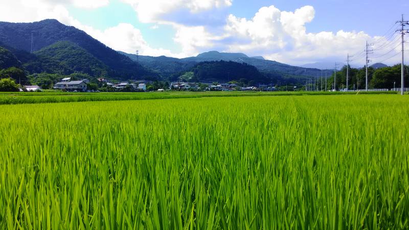 関東地方もついに梅雨明け - 1枚目の写真・イメージ - 日本の農作物と農業を促進[JapanCROPs]