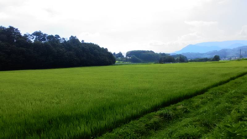 関東地方もついに梅雨明け - 2枚目の写真・イメージ - 日本の農作物と農業を促進[JapanCROPs]