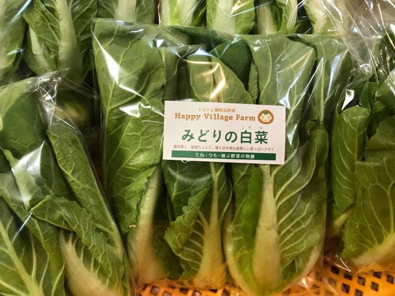 みどりのしろ菜 - 1枚目の写真・イメージ - 日本の農作物と農業を促進[JapanCROPs]